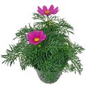 Bild von EJ Cosmos Bipinatus Carmine